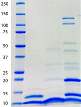 Preparation, FPLC Purification and LC-FT-ICR-MS of Proteins