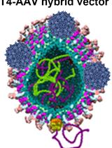 Preparation of a Bacteriophage T4-based Prokaryotic-eukaryotic Hybrid Viral Vector for Delivery of Large Cargos of Genes and Proteins into Human Cells