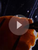 A型玻璃海鞘卵泡分级分离、体外卵母细胞成熟和排卵检测