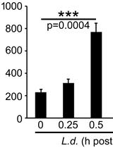 Spectrophotometric Assessment of Heme Oxygenase-1 Activity in <em>Leishmania</em>-infected Macrophages