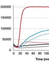 Real-time Fluorescence Measurement of Enterovirus Uncoating