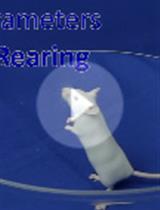 A Simple and Fast Battery Test for Phenotypic Characterization of Mice