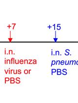 气道变态反应性疾病,原发性流感感染,继发性细菌感染的三重小鼠模型