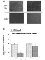 Fibrin Breakdown Assay