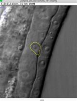 Auxin-mediated Protein Degradation in <em>Caenorhabditis elegans</em>