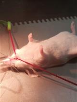 Minimally Invasive Oral Surgery Induction of the FRICT-ION Chronic Neuropathic Pain Model