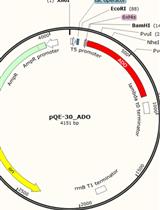 In vivo Quantification of Alkanes in Escherichia coli