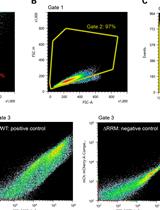 High-throughput Flow Cytometry Assay to Investigate TDP43 Splicing Function