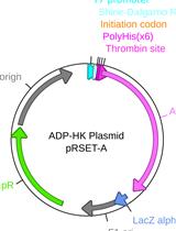 A Sensitive Coupled Enzyme Assay for Measuring Kinase and ATPase Kinetics Using ADP-Specific Hexokinase
