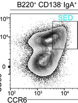 Evaluation of B Cell Proliferation in vivo by EdU Incorporation Assay