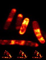 Confocal and Super-resolution Imaging of RNA in Live Bacteria Using a Fluorogenic Silicon Rhodamine-binding Aptamer