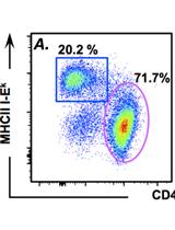 Assessing in vitro and in vivo Trogocytosis By Murine CD4+ T cells
