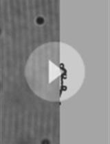 Application of Mechanical Forces on Drosophila Embryos by Manipulation of Microinjected Magnetic Particles