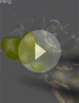 Live Cell Imaging of Male Meiosis in Arabidopsis by a Landmark-based System