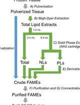 Quantification of Fatty Acids in Mammalian Tissues by Gas Chromatography–Hydrogen Flame Ionization Detection
