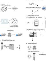 HIV-CRISPR:一种CRISPR/Cas9筛选HIV复制相关基因的方法