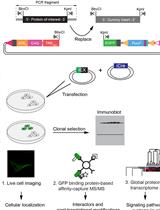 Rapid Generation of Human Neuronal Cell Models Enabling Inducible Expression of Proteins-of-interest for Functional Studies