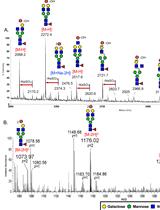 甲基化硫酸多糖的负离子模式nanoLC-ESI-MS / MS分析
