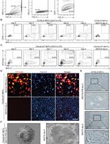 Direct Reprogramming of Mouse Embryonic Fibroblasts to Conventional Type 1 Dendritic Cells by Enforced Expression of Transcription Factors