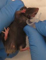 Modeling NOTCH1 driven T-cell Acute Lymphoblastic Leukemia in Mice