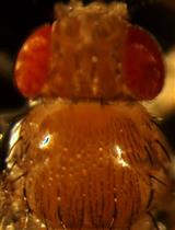 Generation, Analyzing and in-vivo Drug Treatment of Drosophila Models with IBMPFD