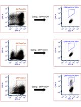 Evaluation of the Efficiency of Genome Editing Tools by a Frameshift Fluorescence Protein Reporter