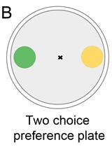 Bacterial Lawn Avoidance and Bacterial Two Choice  Preference Assays in <em>Caenorhabditis elegans</em>