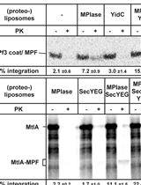 <em>In vitro</em> Assay for Bacterial Membrane Protein Integration into Proteoliposomes