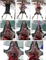 结核分枝杆菌感染小鼠肺和支气管肺泡灌洗样品中髓样细胞的流式细胞仪分析和荧光激活细胞分选