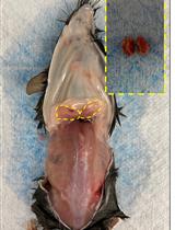 Mouse Adipose Tissue Protein Extraction