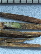 Safe DNA-extraction Protocol Suitable for Studying Tree-fungus Interactions