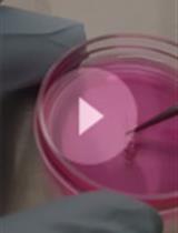 Ex vivo Culture Assay Using Human Hair Follicles to Study Circadian Characteristics