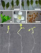 Determination of Ureides Content in Plant Tissues