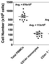 Methodology for in vitro Assessment of Human T Cell Activation and Blockade