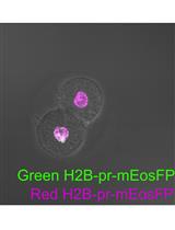 Primed Track: Reliable Volumetric Single-cell Tracking and Lineage Tracing of Living Specimen with Dual-labeling Approaches