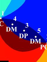 Precise Targeting of Single Microelectrodes to Orientation Pinwheel Centers