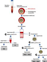 Differential Fractionation of Erythrocytes Infected by <em>Plasmodium berghei</em>