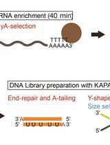 Oligo-dT磁珠用于Illumina测序平台的低成本和可复用的完整mRNA-Seq文库制备方法