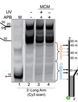 Site-specific DNA Mapping of Protein Binding Orientation Using Azidophenacyl Bromide (APB)