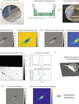 Single Cell Volume Measurement Utilizing the Fluorescence Exclusion Method (FXm)