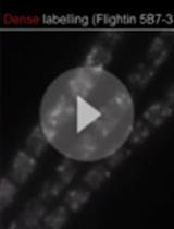 Superresolution Microscopy of Drosophila Indirect Flight Muscle Sarcomeres