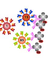 Assessments of HLA-I Specificities of Anti-HLA-I Monoclonal Antibodies Using Solid Phase Bead Arrays