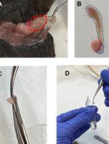Quantification of Protein Kinase A (PKA) Activity by An in vitro Radioactive Assay Using the Mouse Sperm Derived Enzyme