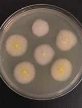 Genomic Edition of <em>Ashbya gossypii</em> Using One-vector CRISPR/Cas9