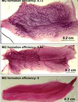In vivo Mouse Mammary Gland Formation