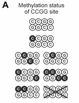 Methylation-sensitive Amplified Polymorphism as a Tool to Analyze Wild Potato Hybrids