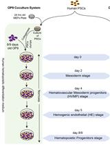 Generation of T cells from Human and Nonhuman Primate Pluripotent Stem Cells