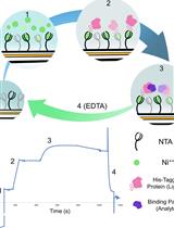 In vitro Assessment of Pathogen Effector Binding to Host Proteins by Surface Plasmon Resonance
