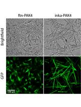 Production and Isolation of Magnetic Protein Crystals in HEK293T Cells