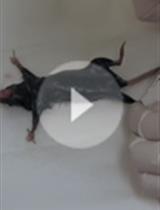 肌卫星细胞原代成肌细胞的分离、培养和分化